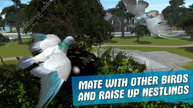 ֮ģ3D޽ڹƽ棨city bird pigeon simulator 3dͼ2: