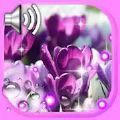 Crocus Spring app